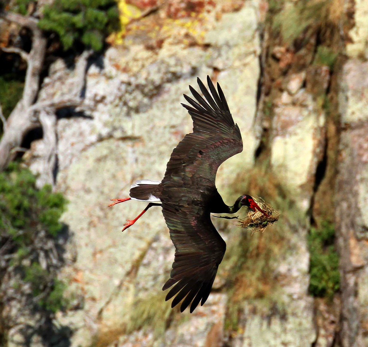 black stork bird nest free photo