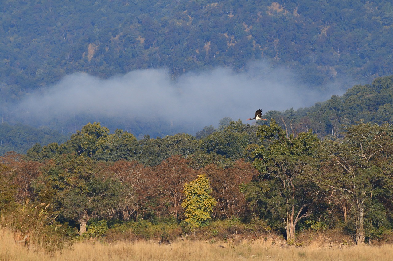 black stork misty forest corbett free photo