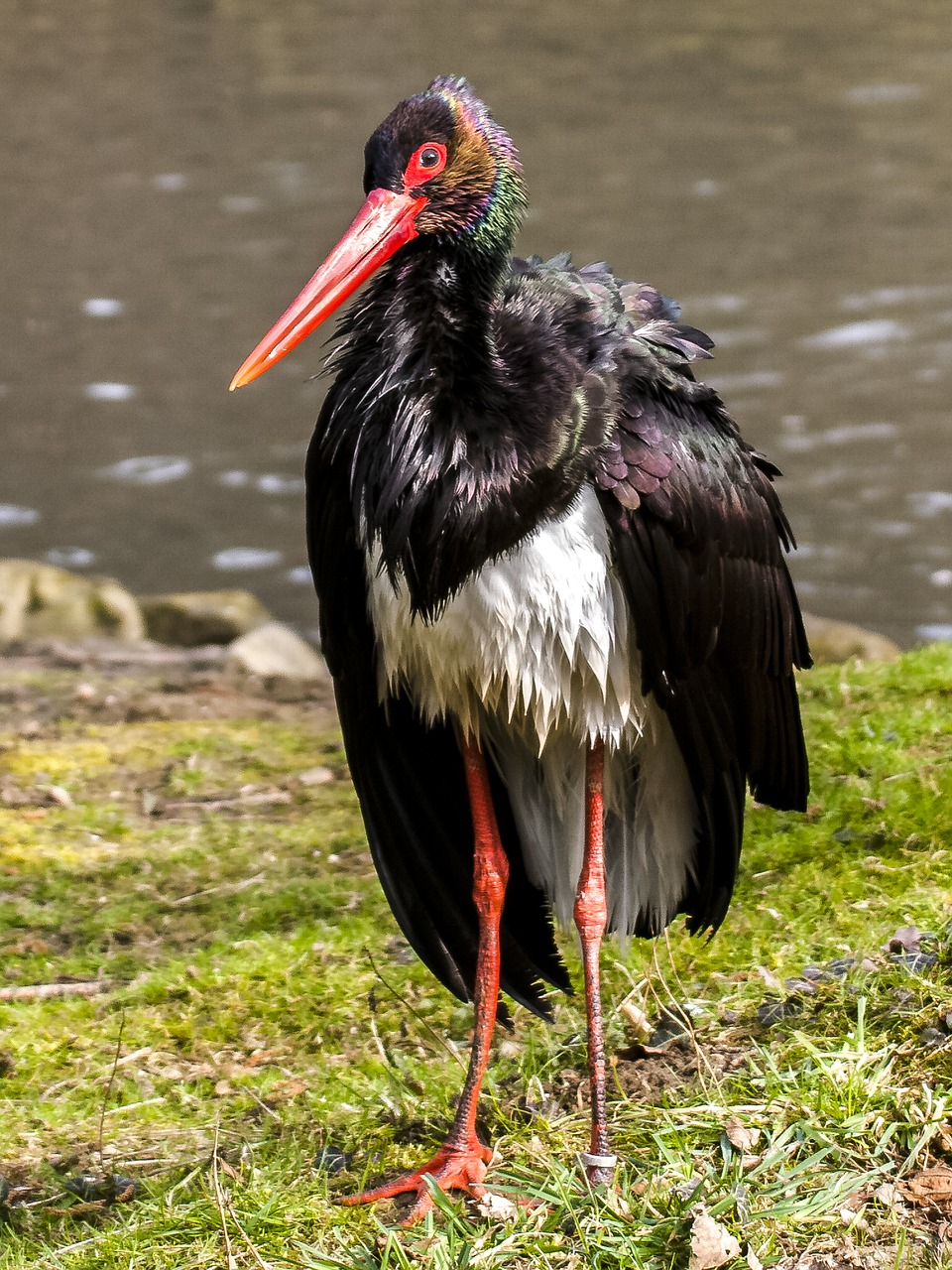 black stork stork bird free photo