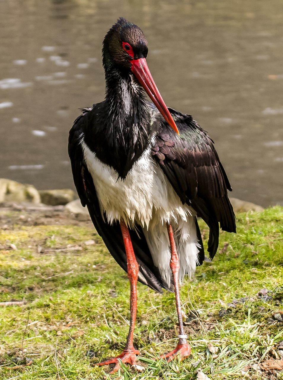 black stork stork bird free photo