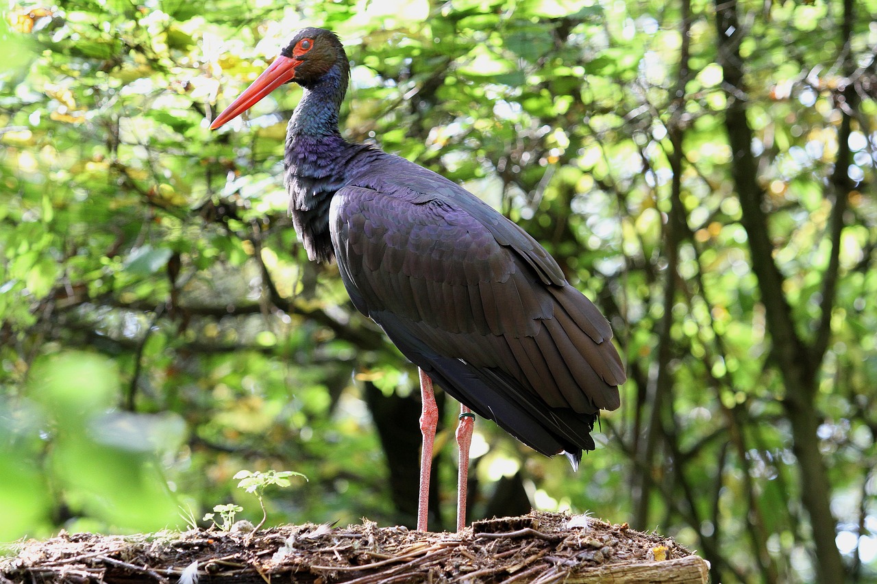 black stork bird stork free photo