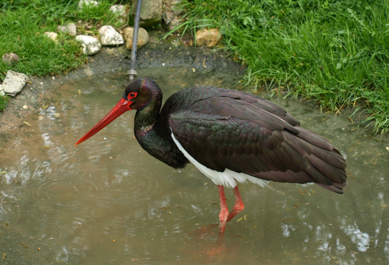 black stork stork bird free photo