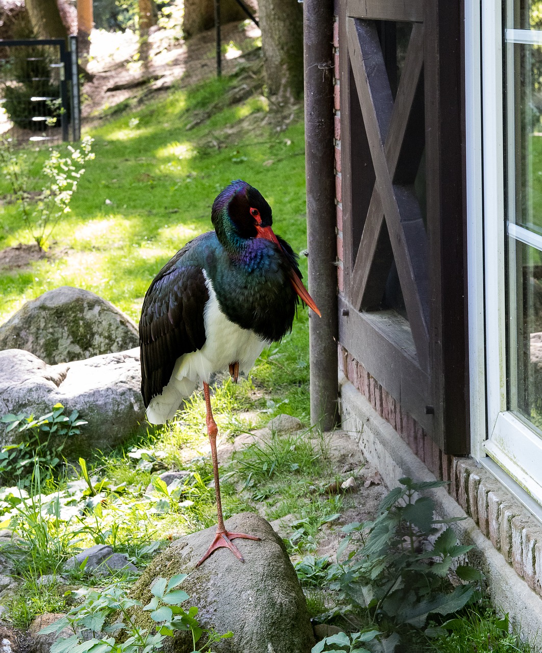 black stork  stork  bird free photo