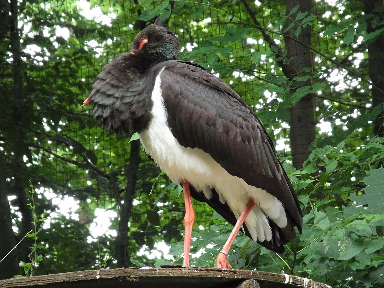 black stork ciconia nigra bird free photo
