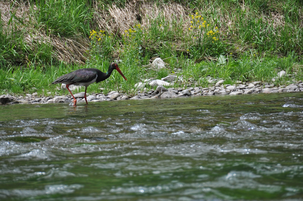 black stork nature birds free photo