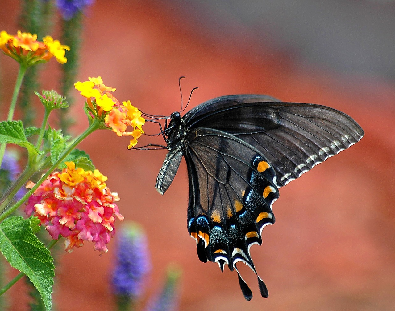 black swallowtail butterfly swallowtail free photo