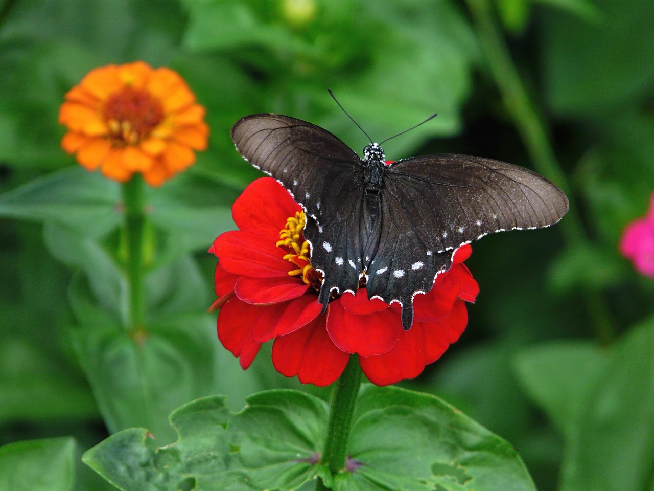 black swallowtail zinnia flower free photo