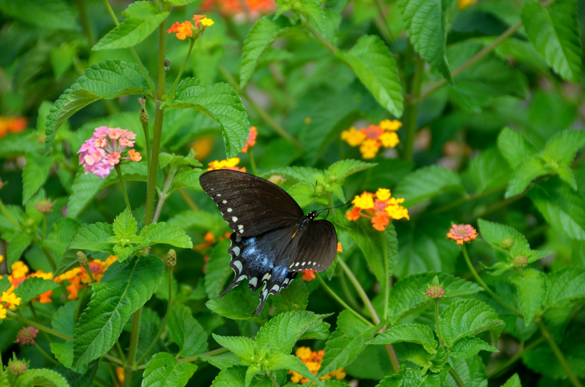 butterfly swallowtail insect free photo