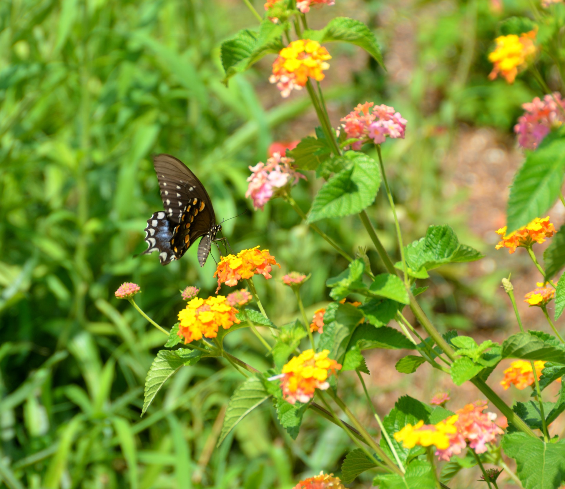 butterfly swallowtail insect free photo