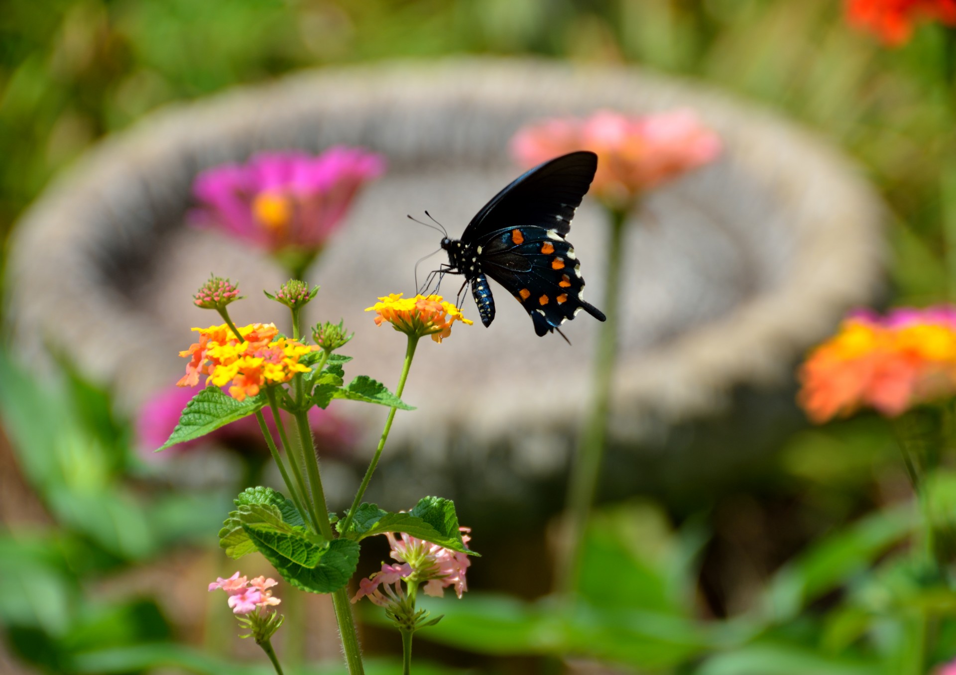 swallowtail butterfly black colorful free photo