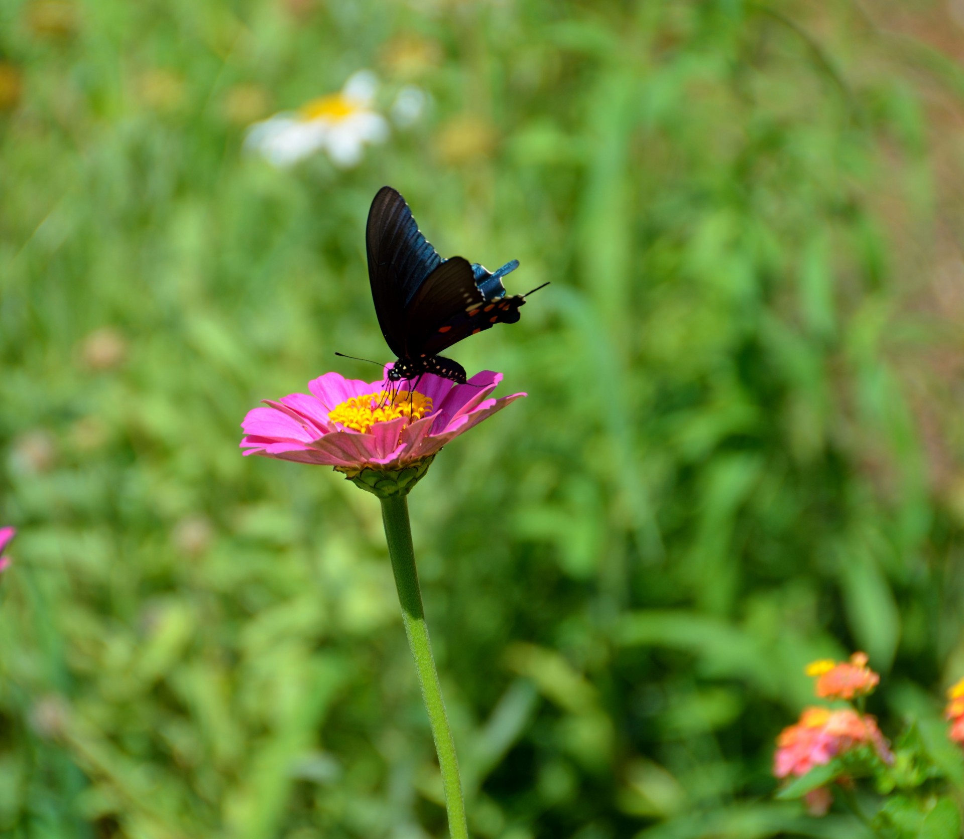 swallowtail butterfly black colorful free photo