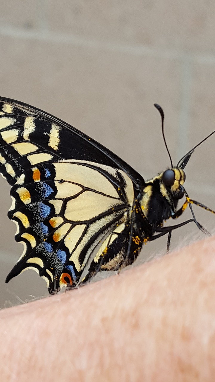 black swallowtail butterfly butterfly big eyes free photo