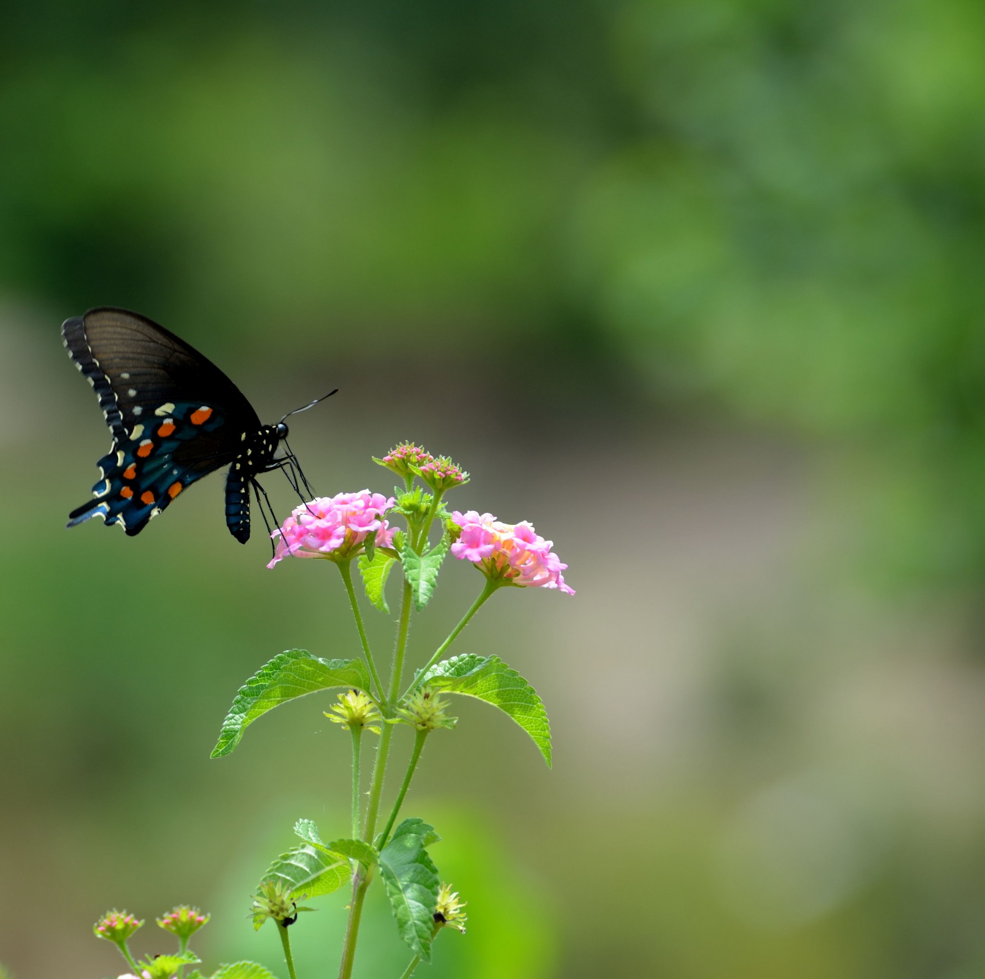black swallowtail butterfly free photo