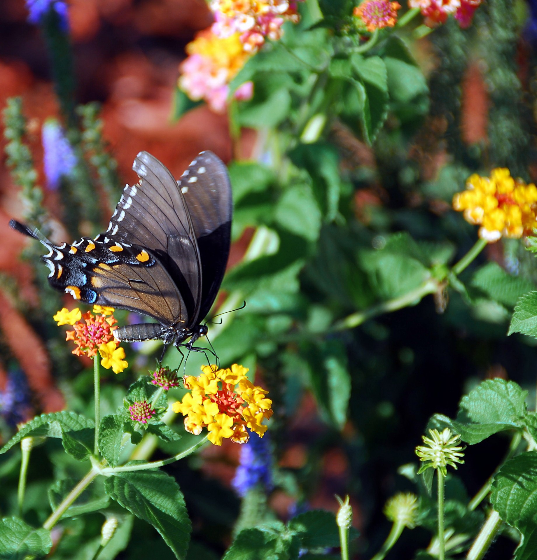 black swallowtail butterfly free photo