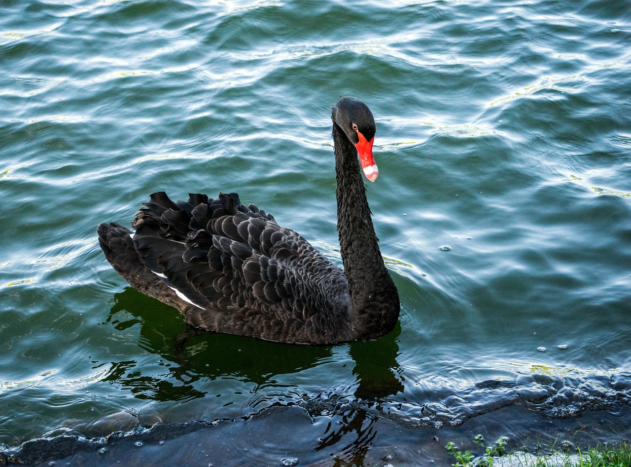 black swan bird portrait free photo