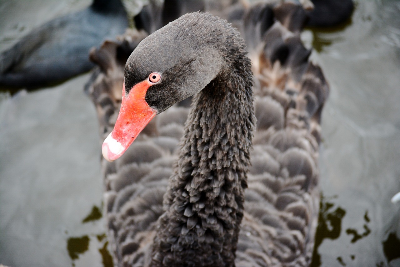 black swan bird portrait water free photo