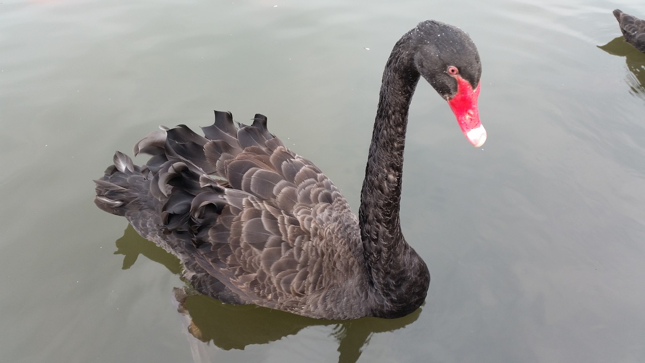 black swan animal water free photo