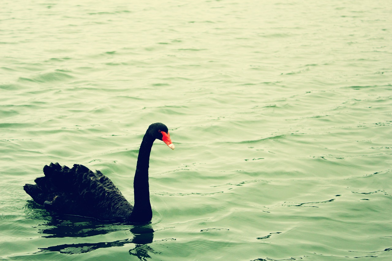 black swan green water serenity free photo