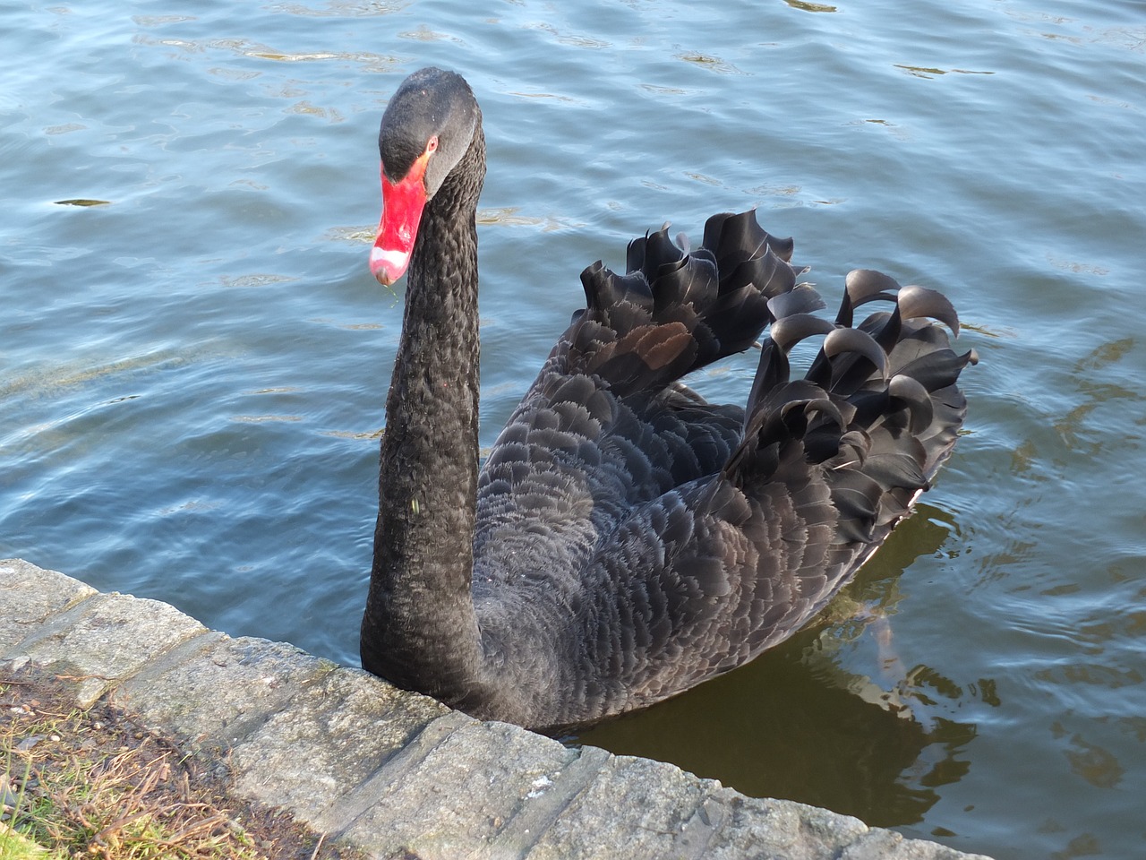 black swan swan animal free photo