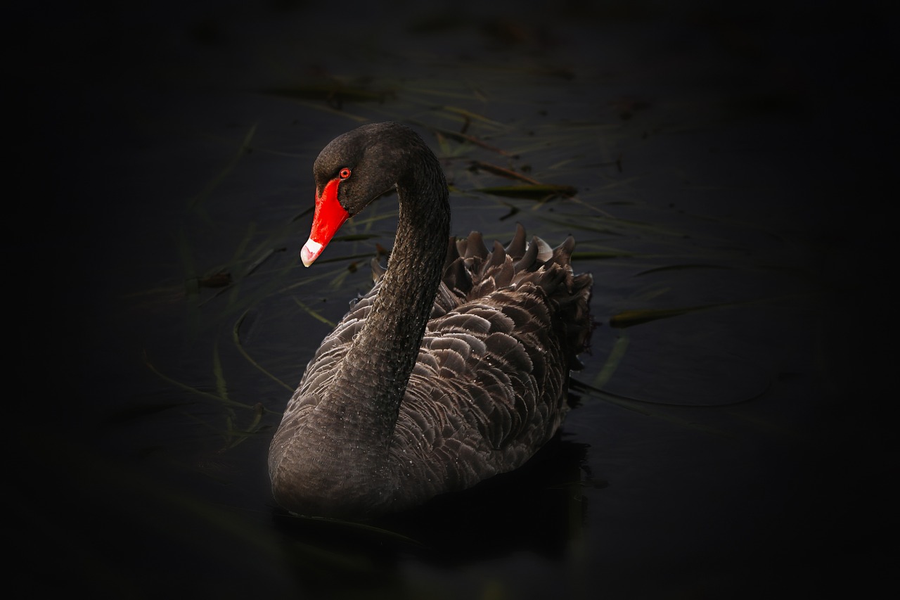black swan lake pupuke cygnus atratus free photo