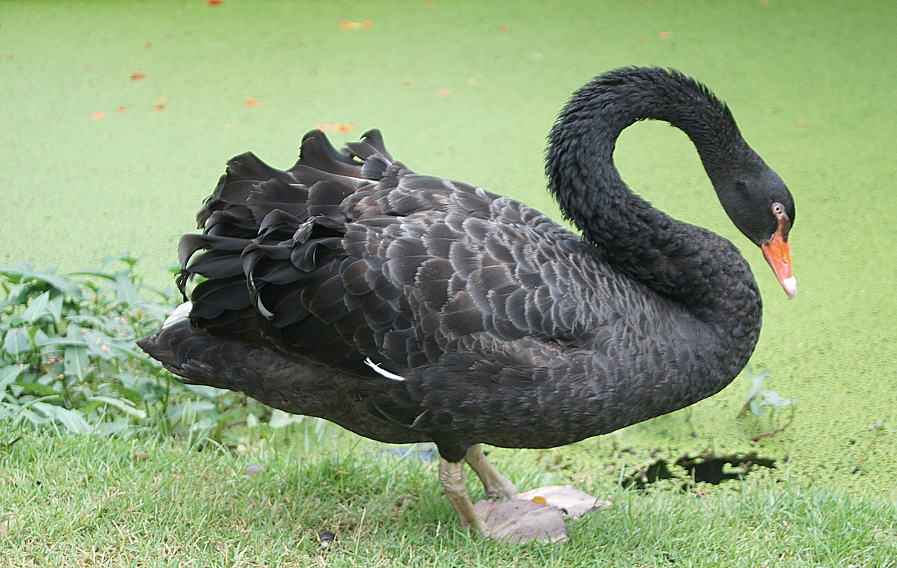 black swan cygnus new free photo