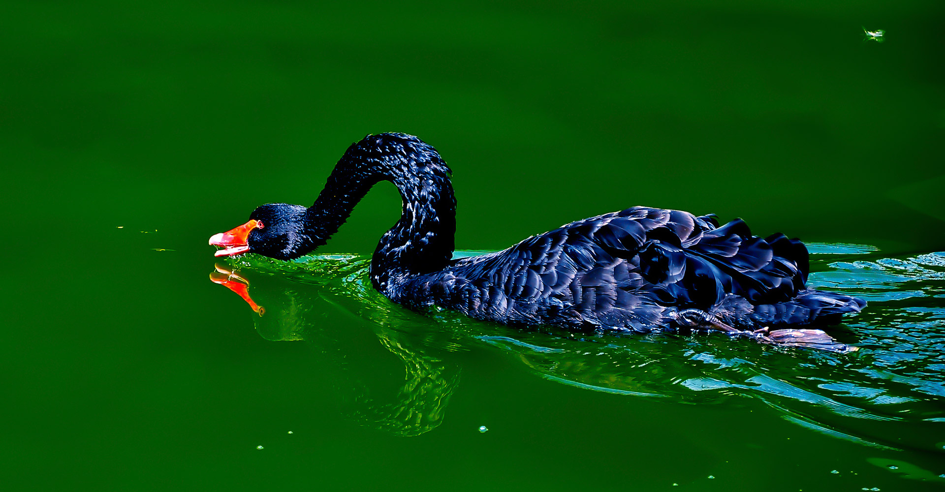 swan black swan lake free photo