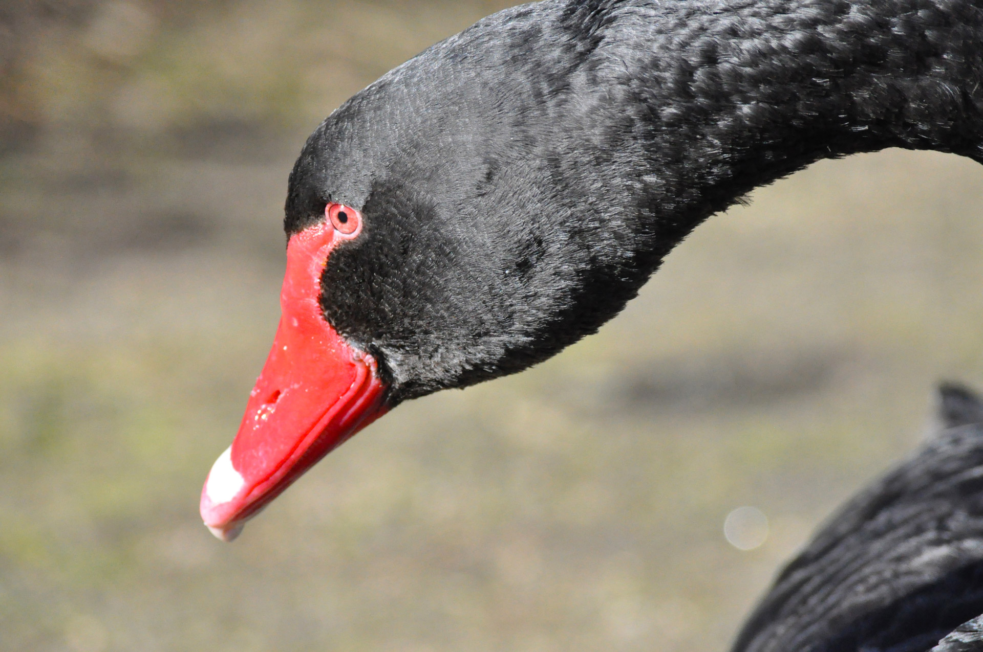 black swan bird waterbird free photo