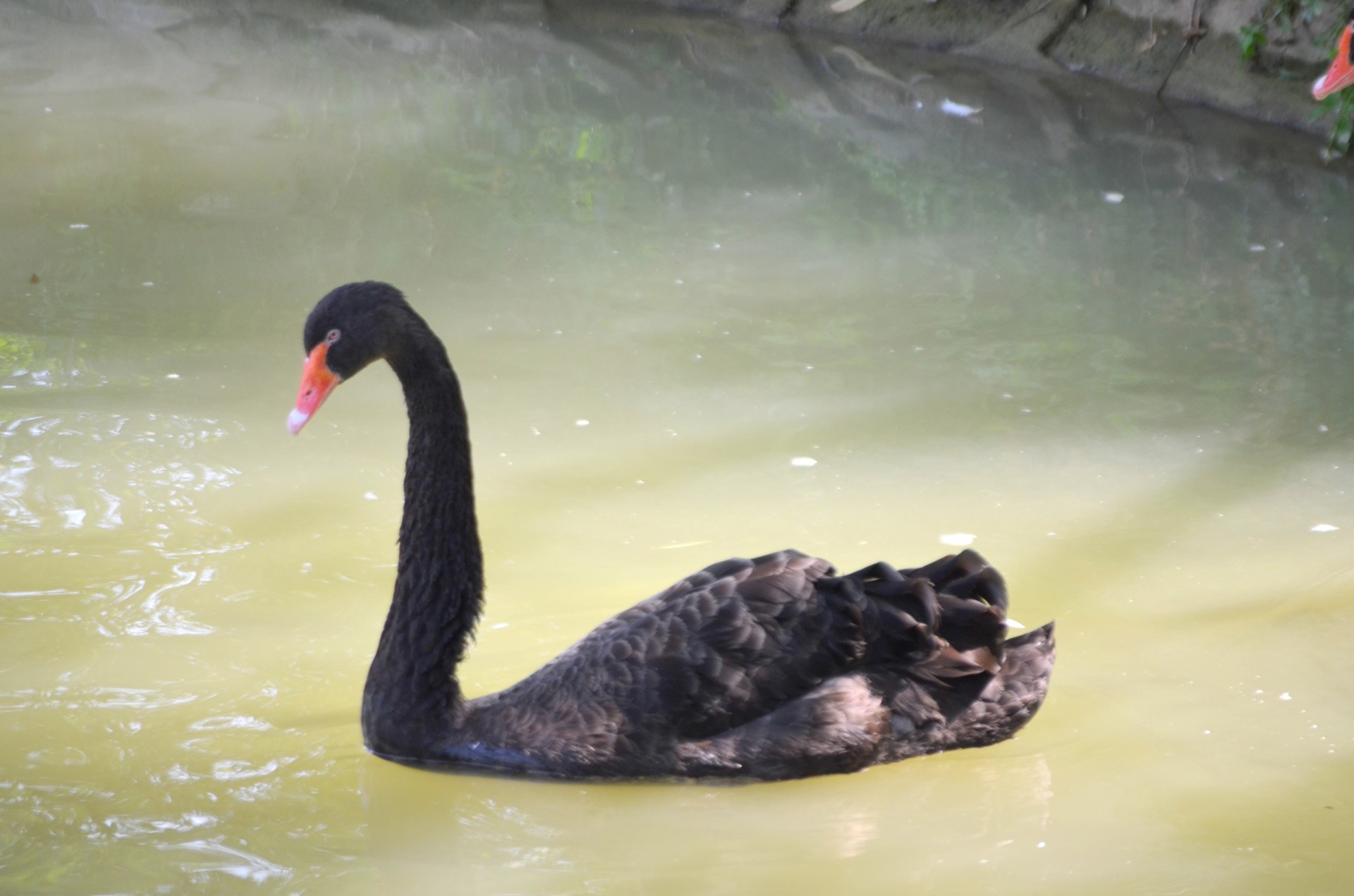 animals bird swan free photo