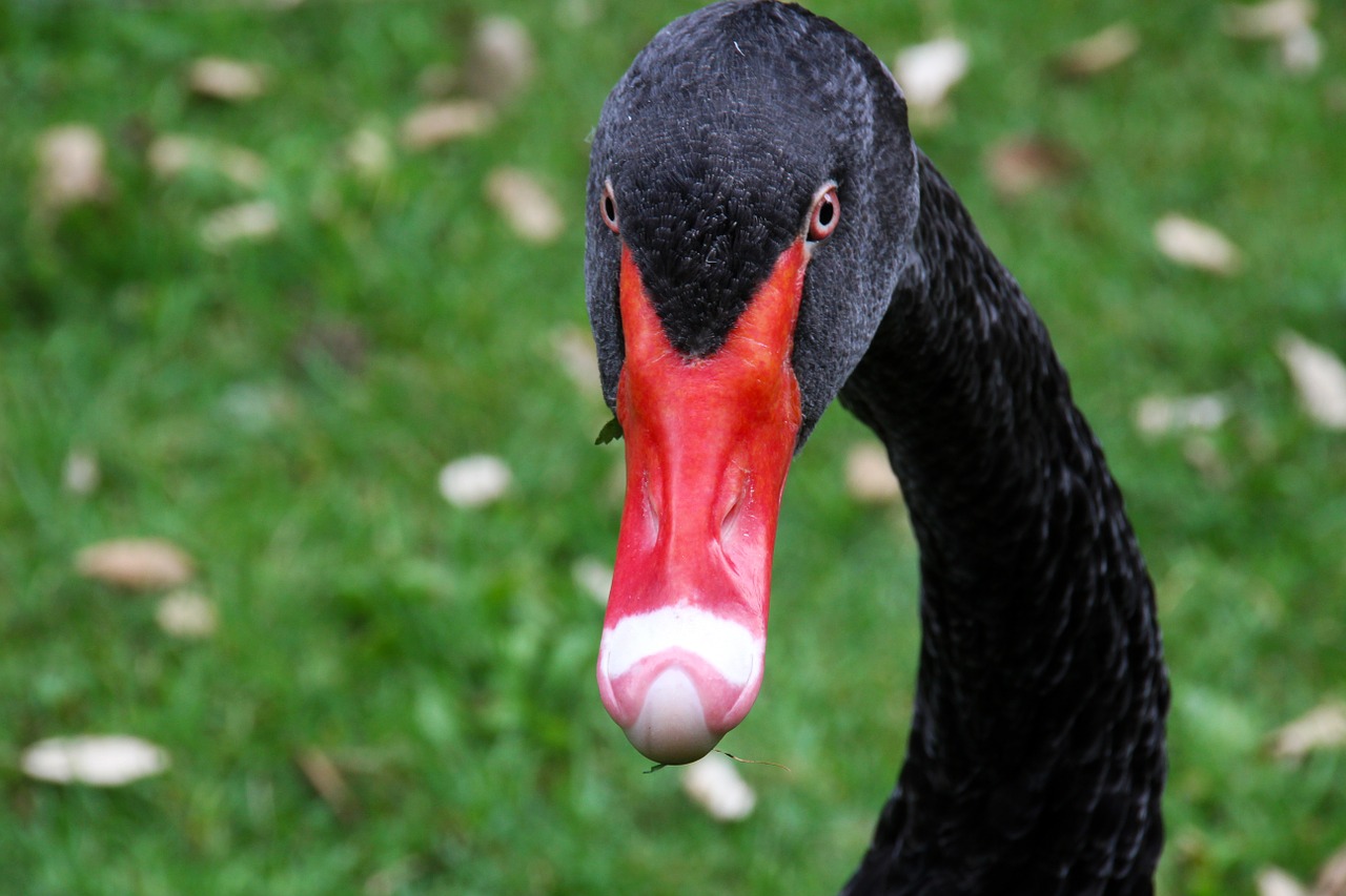 black swan volatile red beak free photo