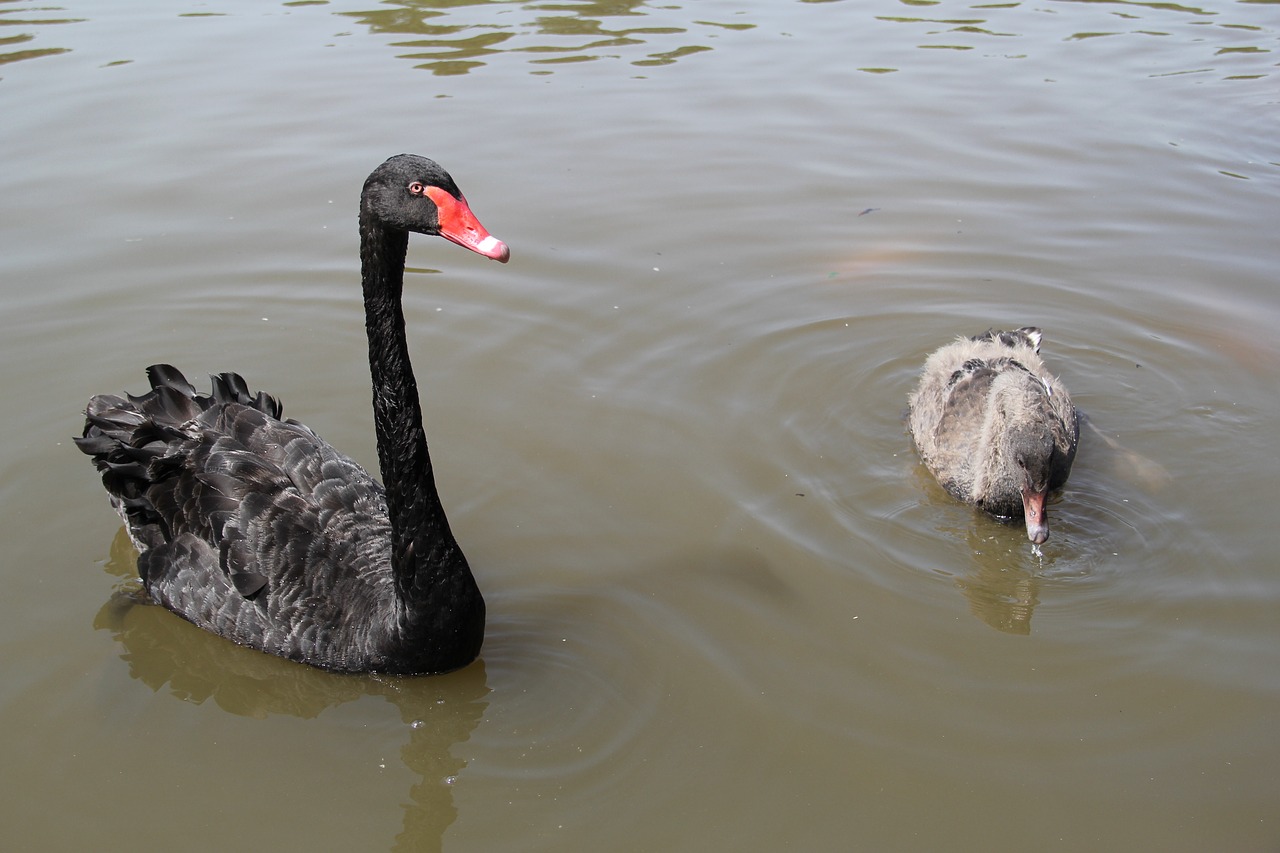 black swan park leisure free photo