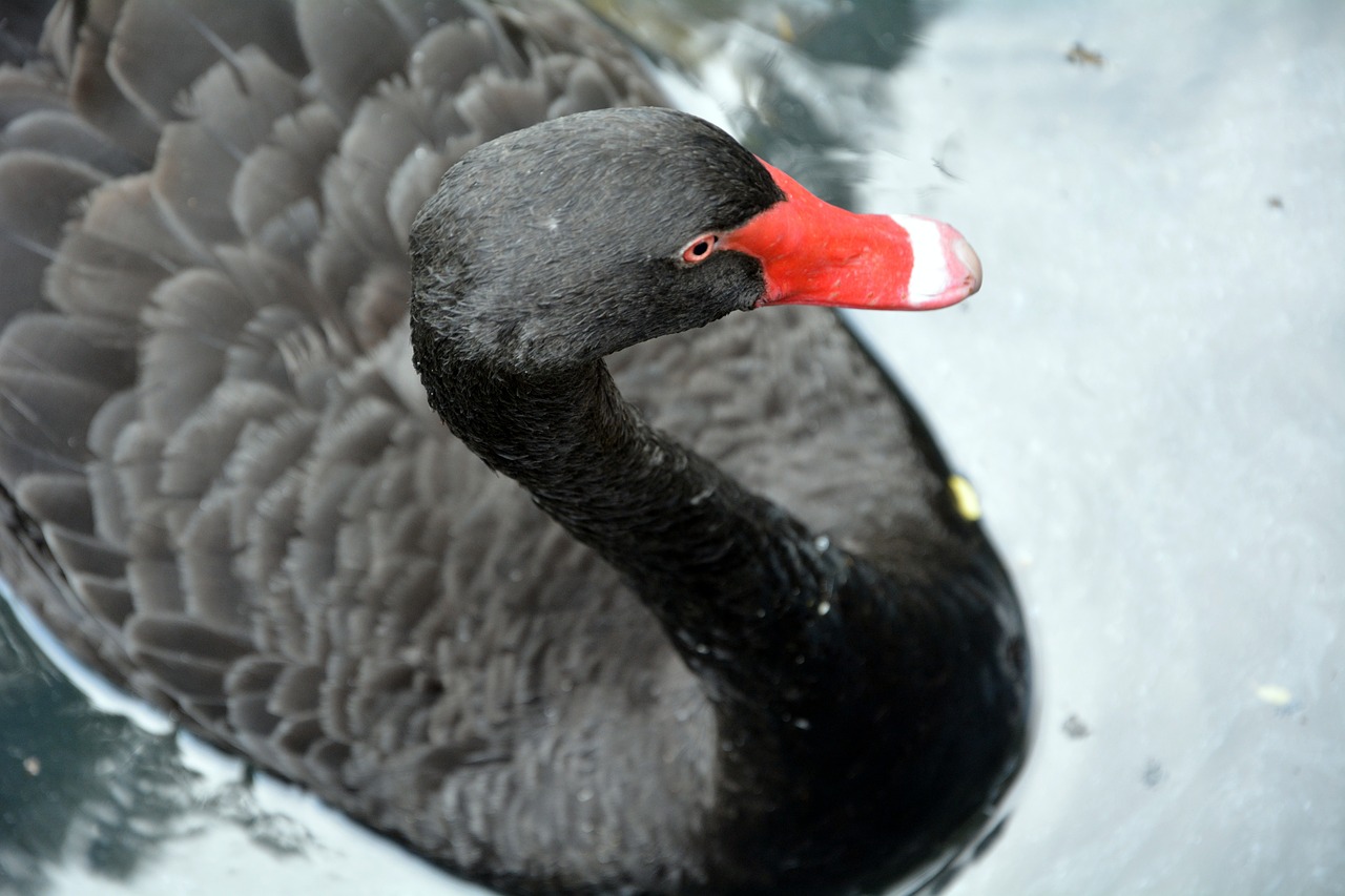 black swan red beck feathered bird free photo