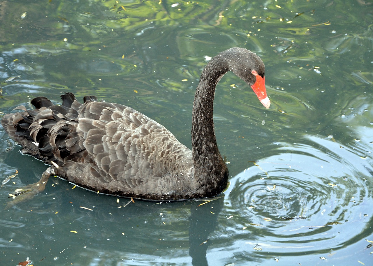 black swan long neck pond free photo