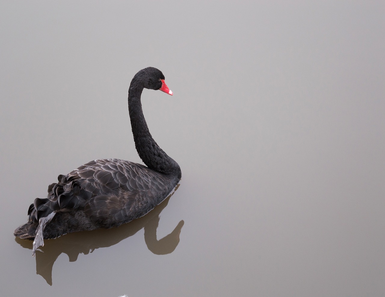 black swan swan swan on the lake free photo