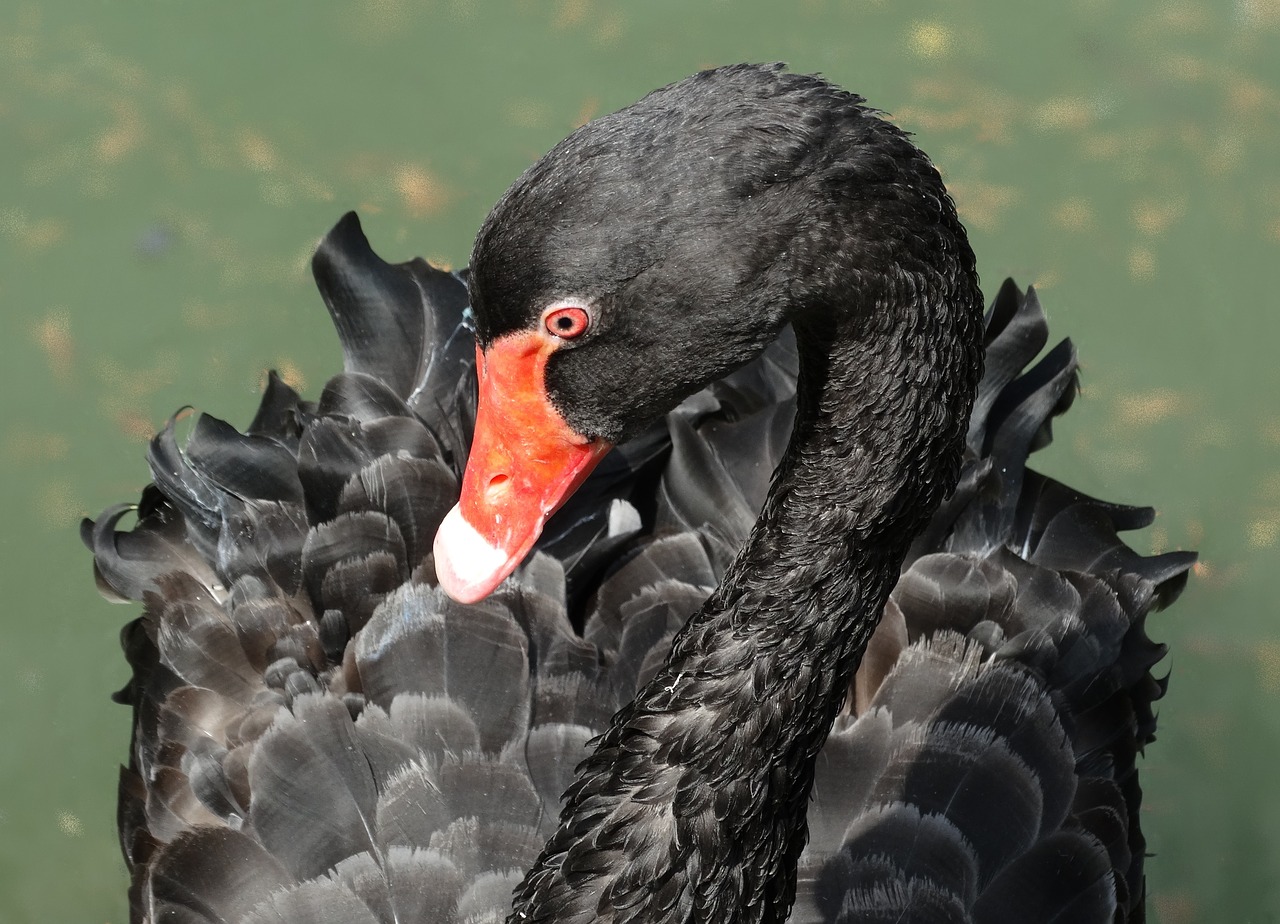 black swan bird stately free photo
