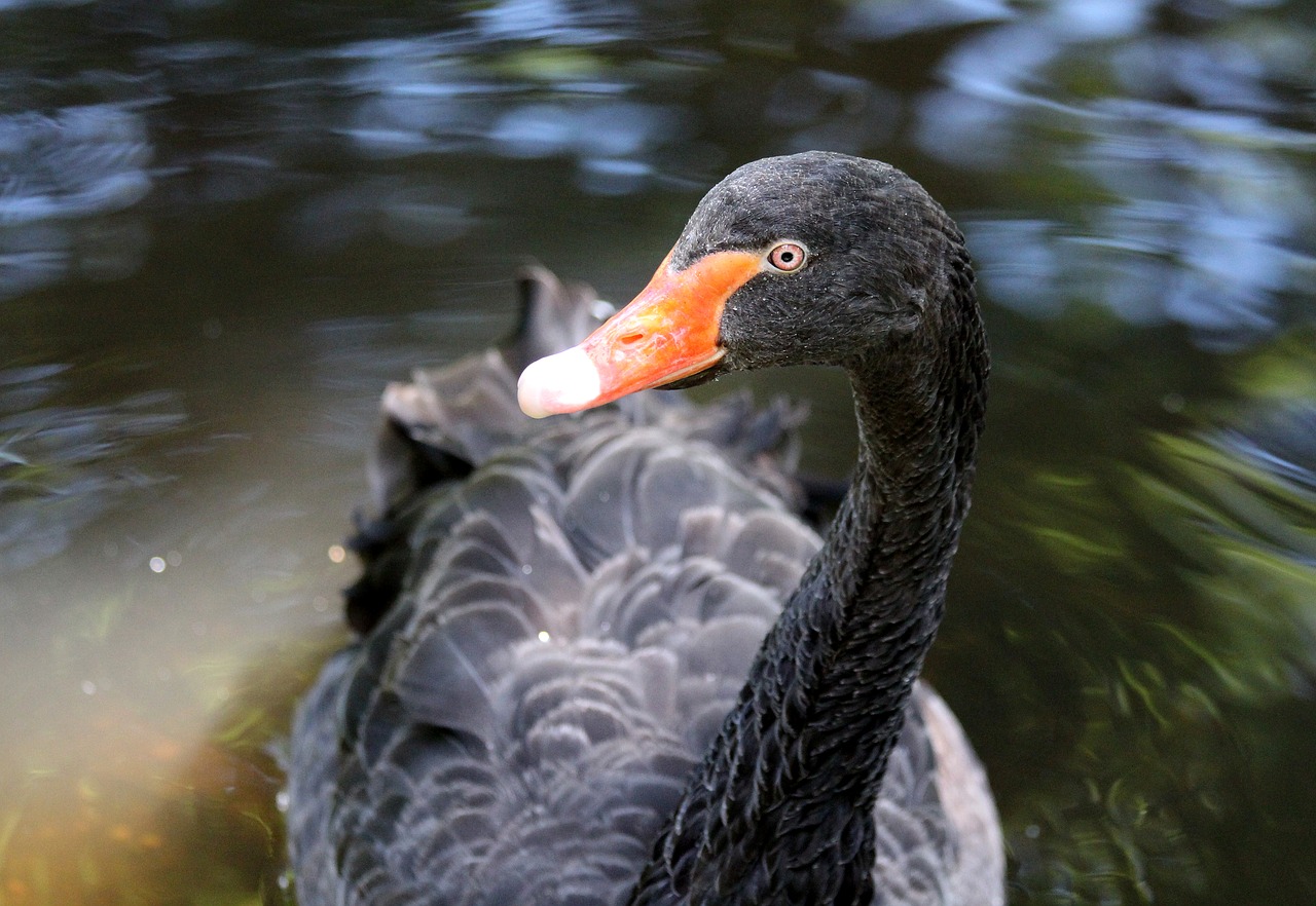 black swan swan bird free photo