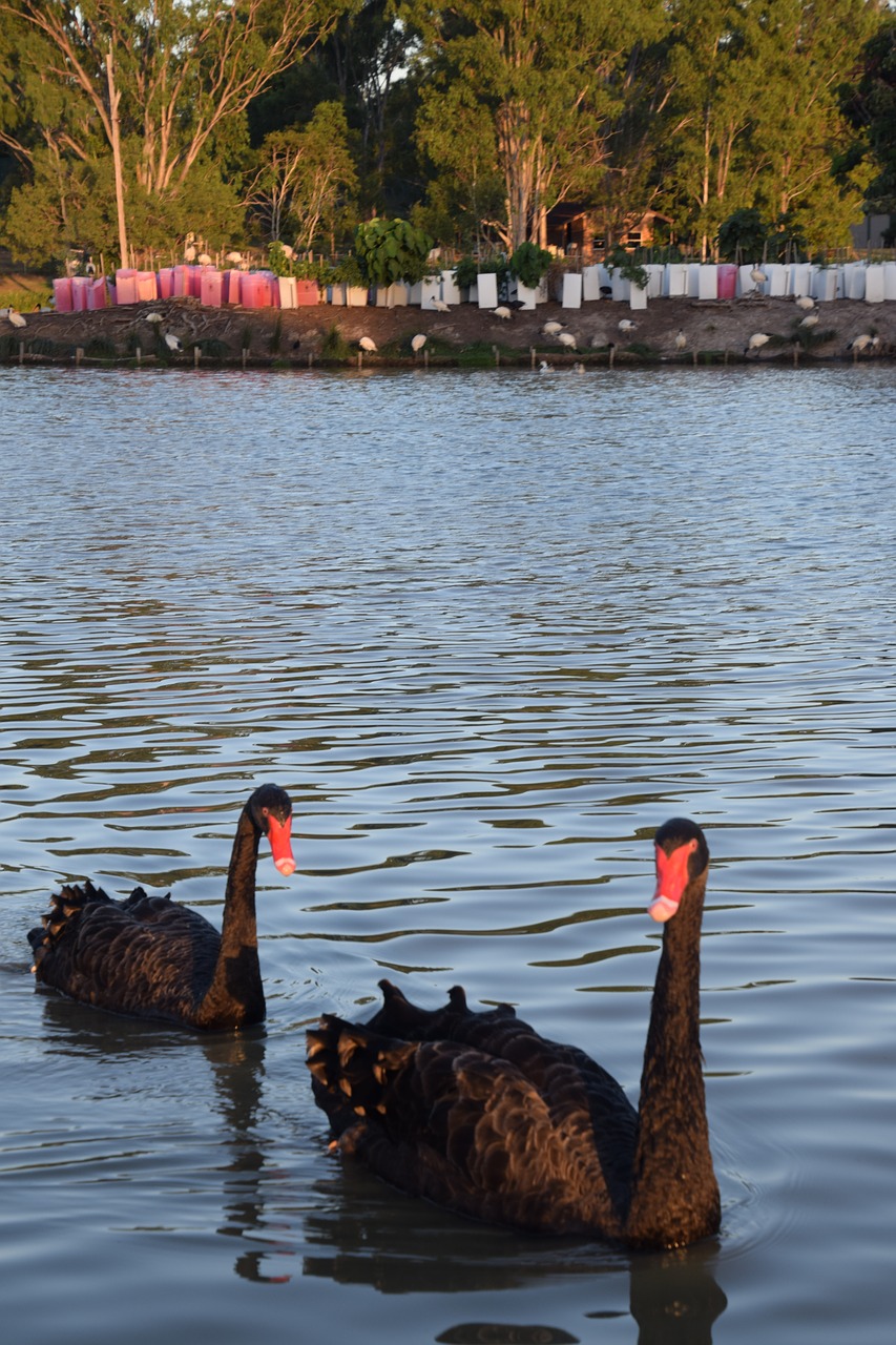 Black swan,lake,queensland,water,wild - free image from needpix.com