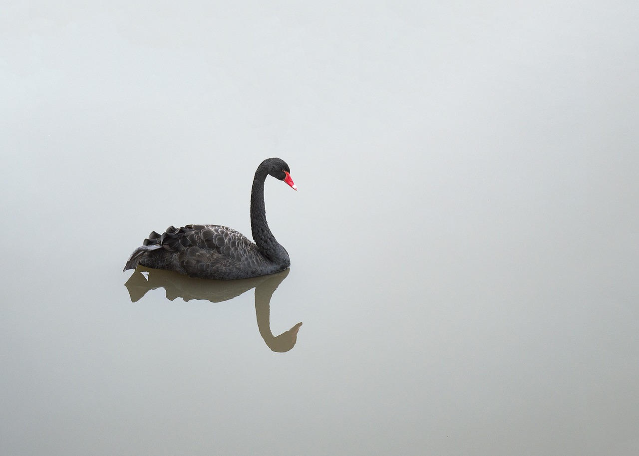 black swan waterfowl swan free photo