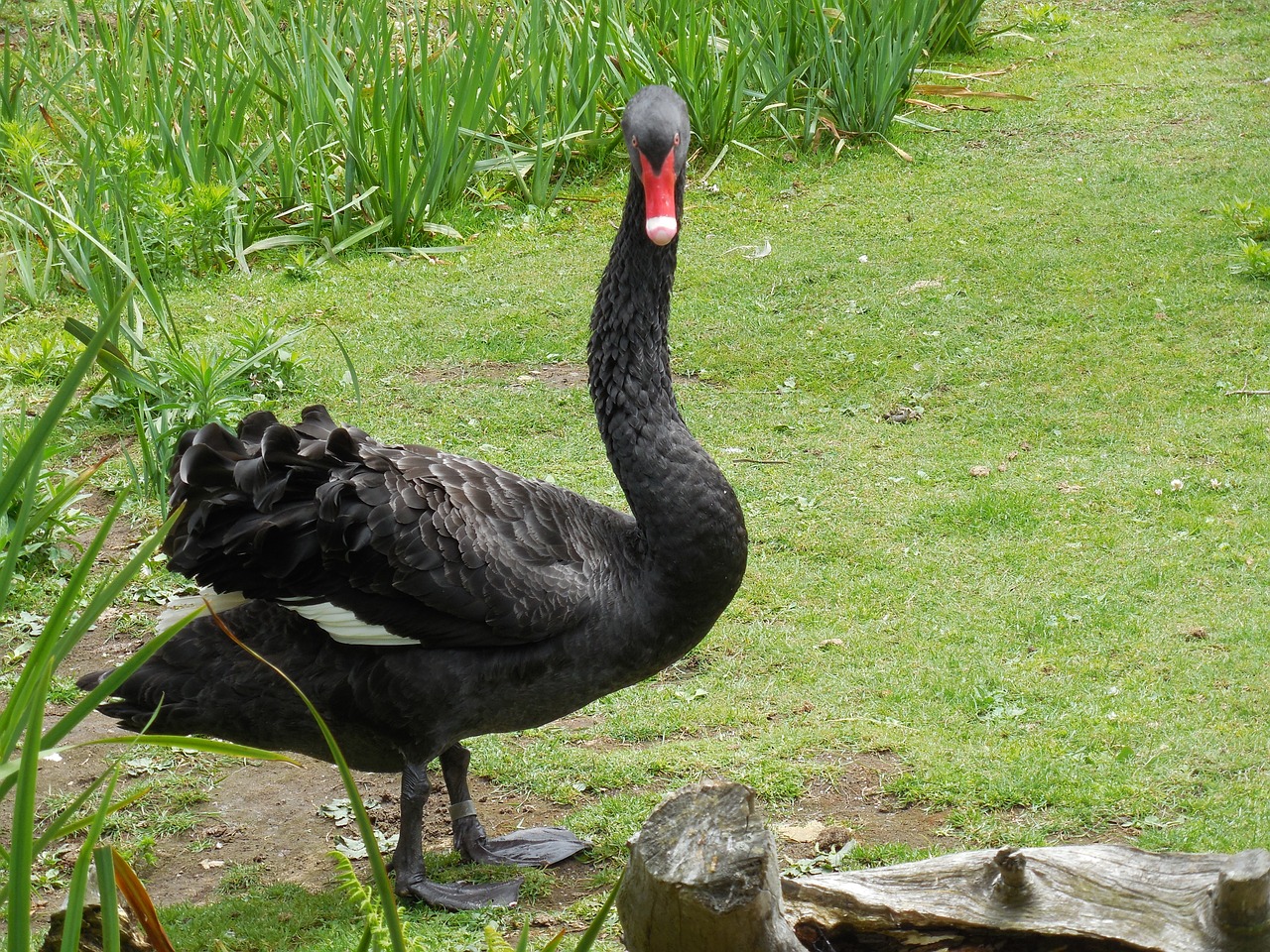 black swan bird swan free photo