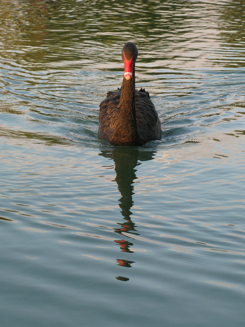 black swan birds water bird free photo