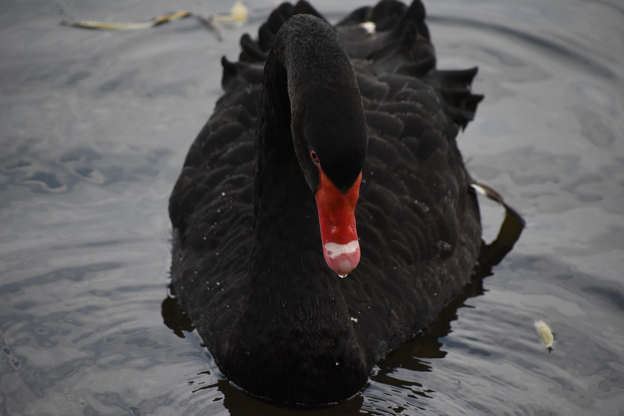 black swan close-up red mouth free photo