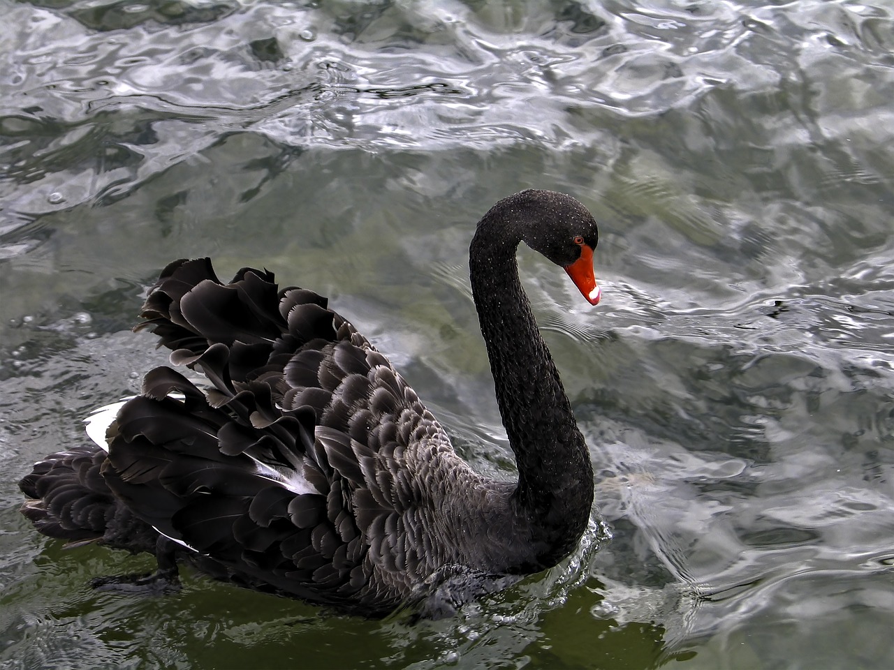 black swan swan in canberra swan lake free photo