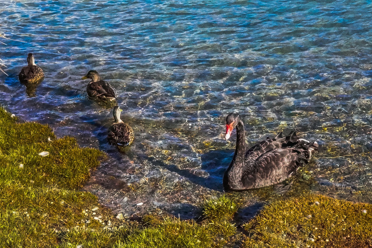black swan queenstown bird free photo