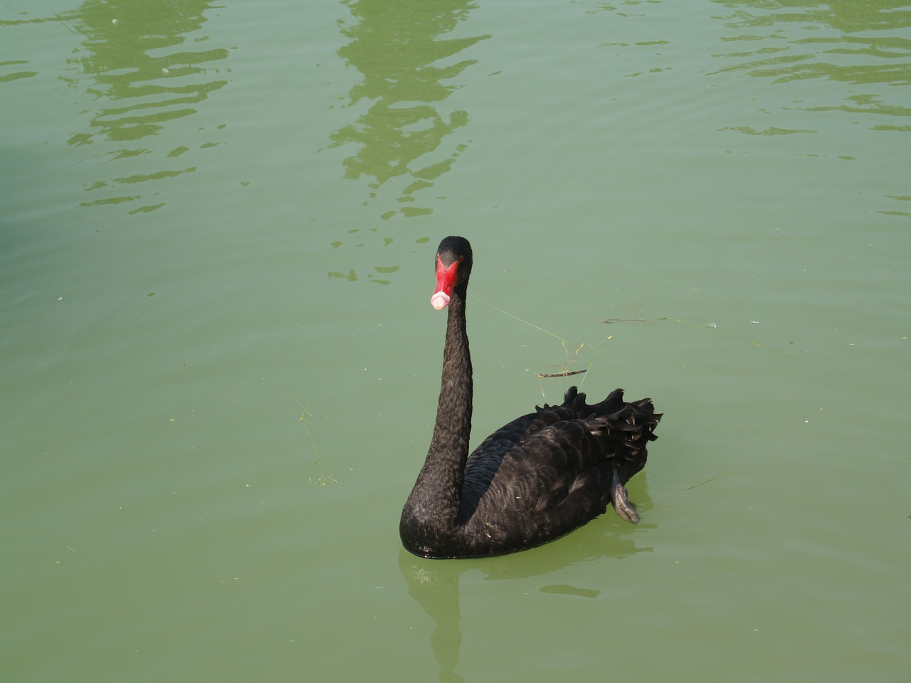 black swan volatile pond free photo