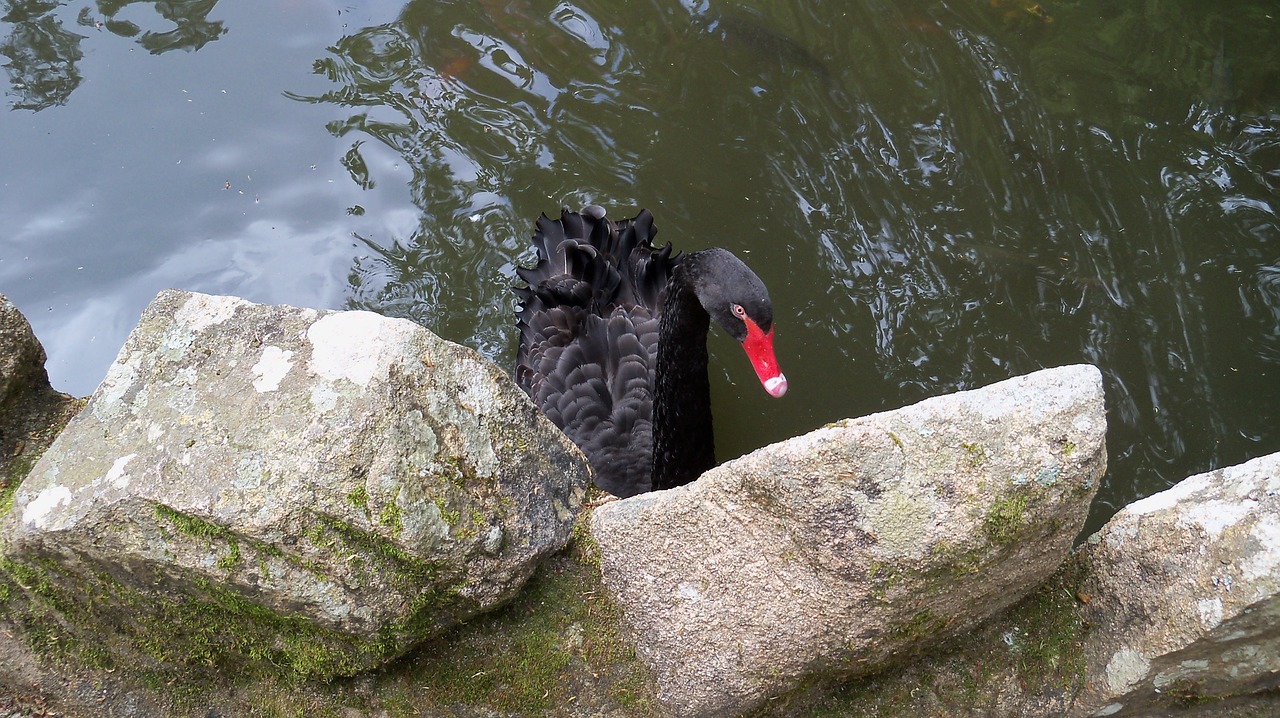 black swan pond sassi free photo