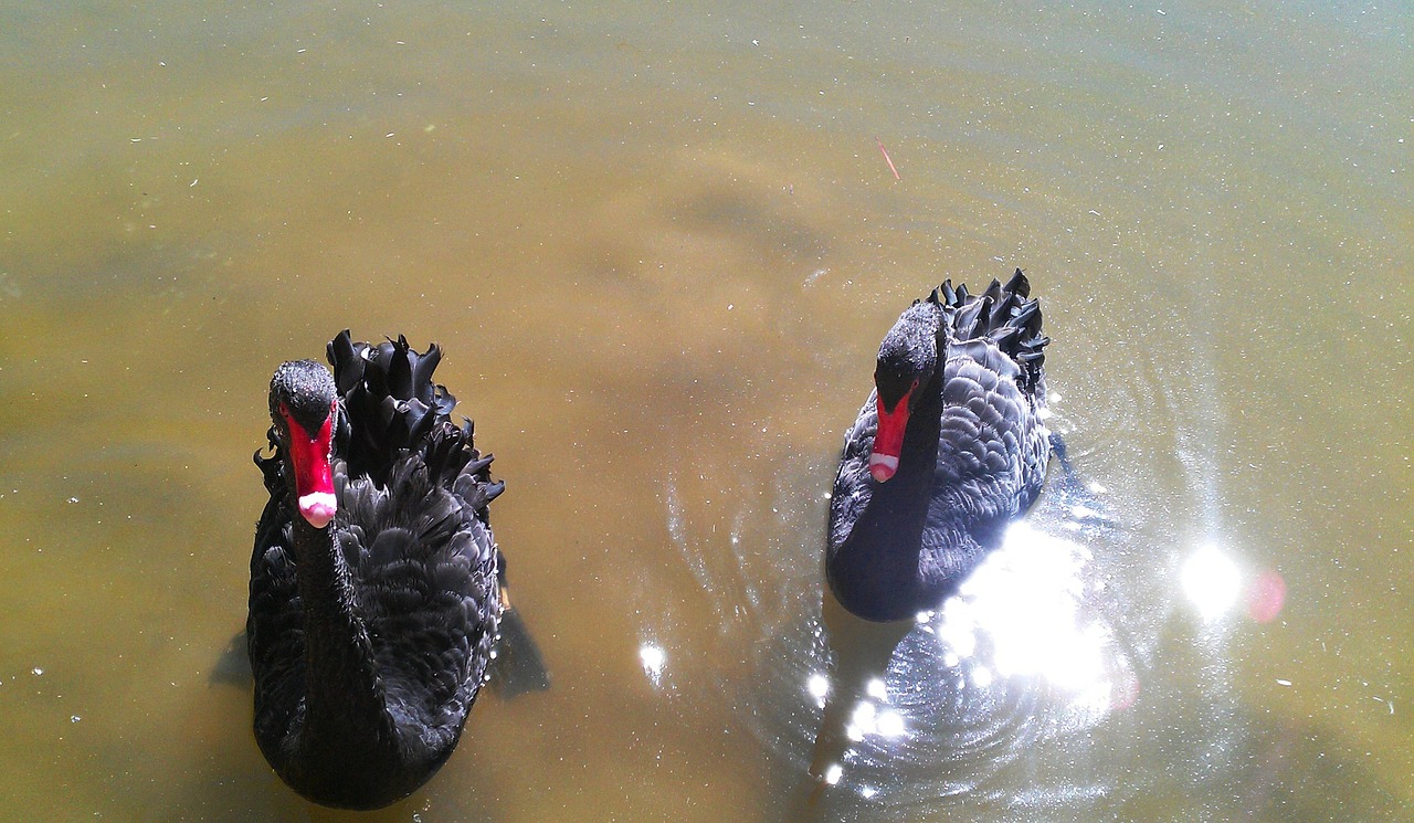 black swan animal water bird free photo