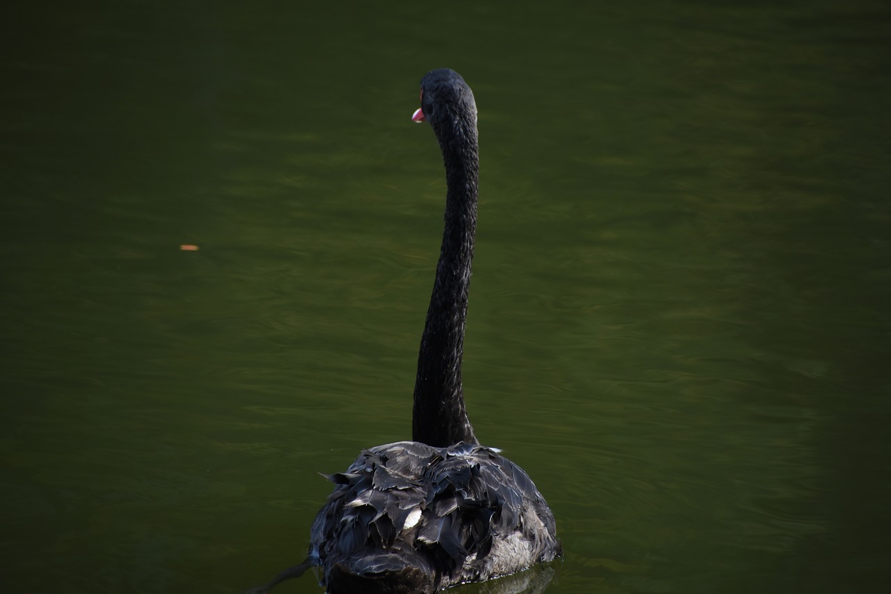 black swan waterfowl swim free photo