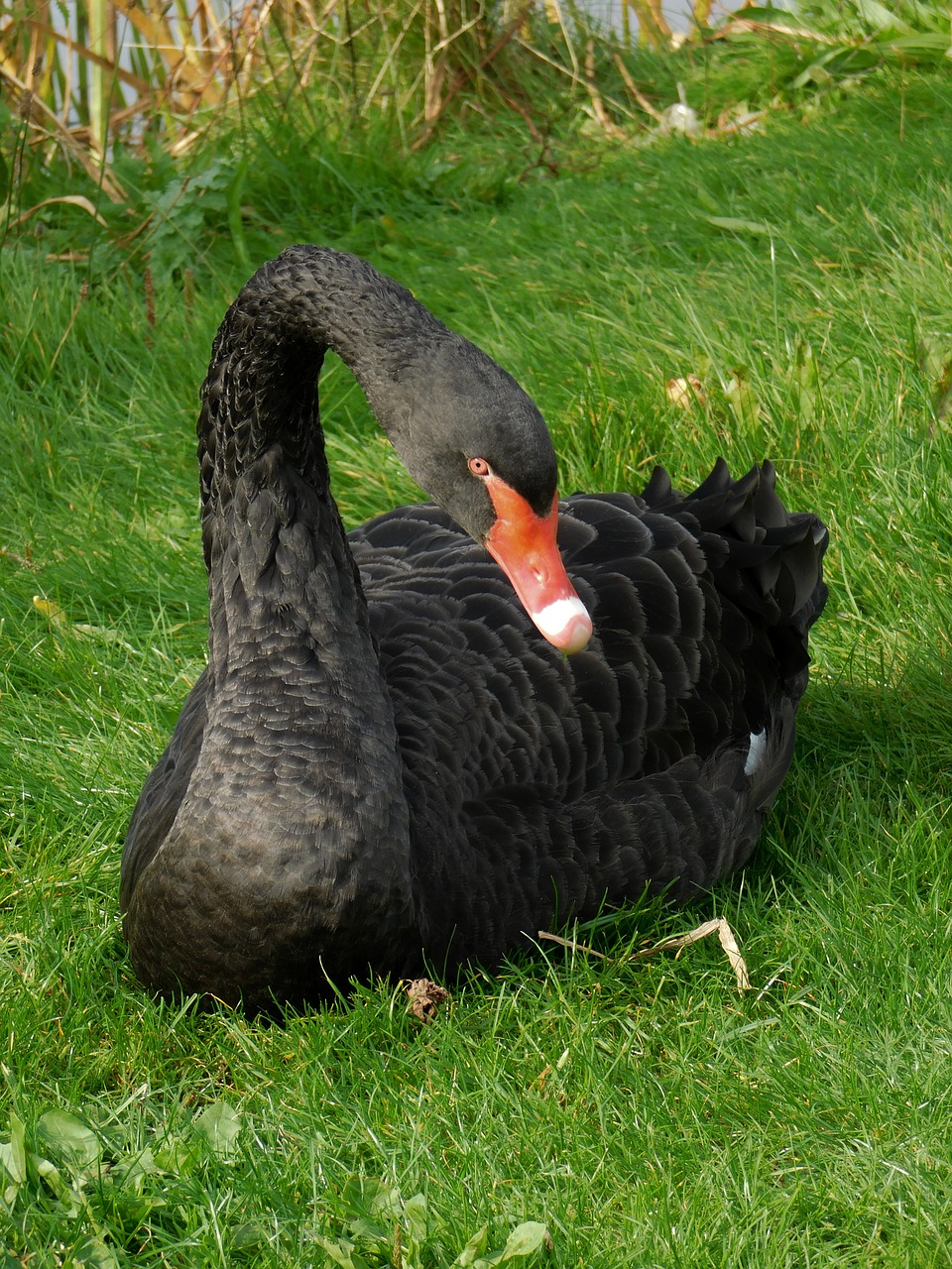 black swan swan black bird free photo