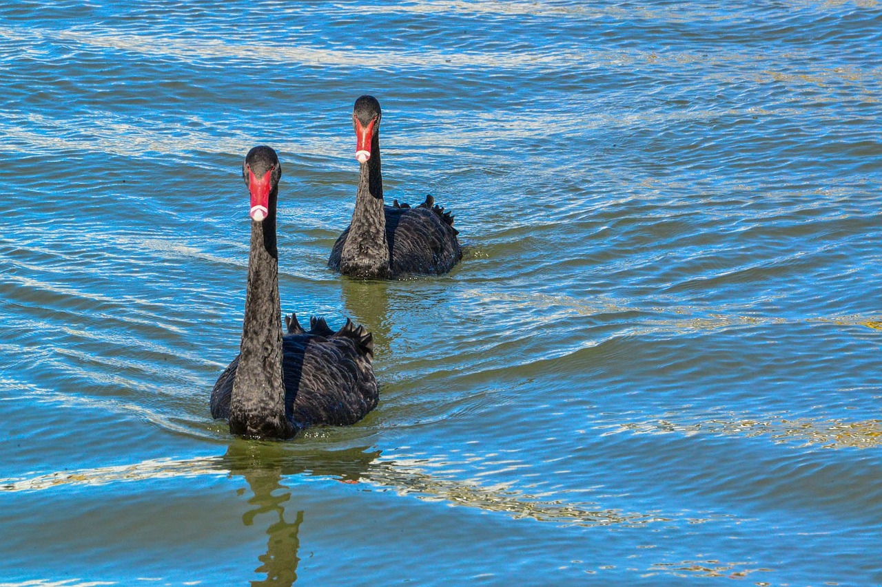 black swan australian black swan water bird free photo