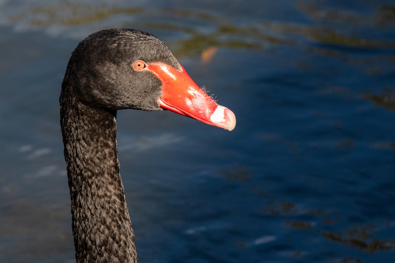 black swan  bird  water free photo