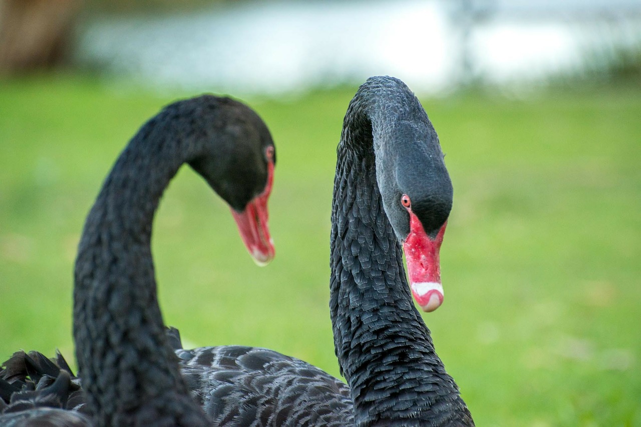 black swan swans birds free photo